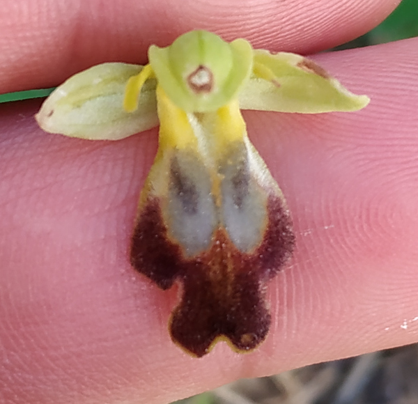 Ophrys gackie?